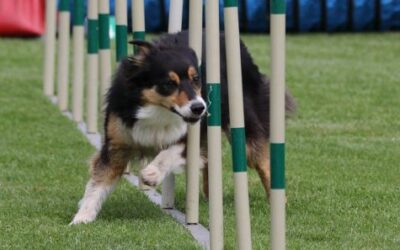 Shaped Slalom by Sabrina Hauser