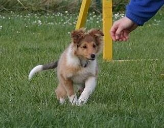 Baby 2 Gentledog